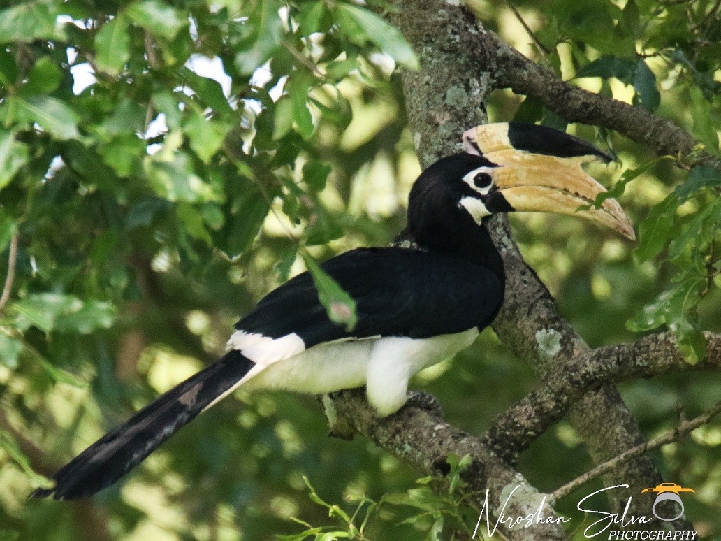 Malabar Pied-Hornbill - Niroshan Silva