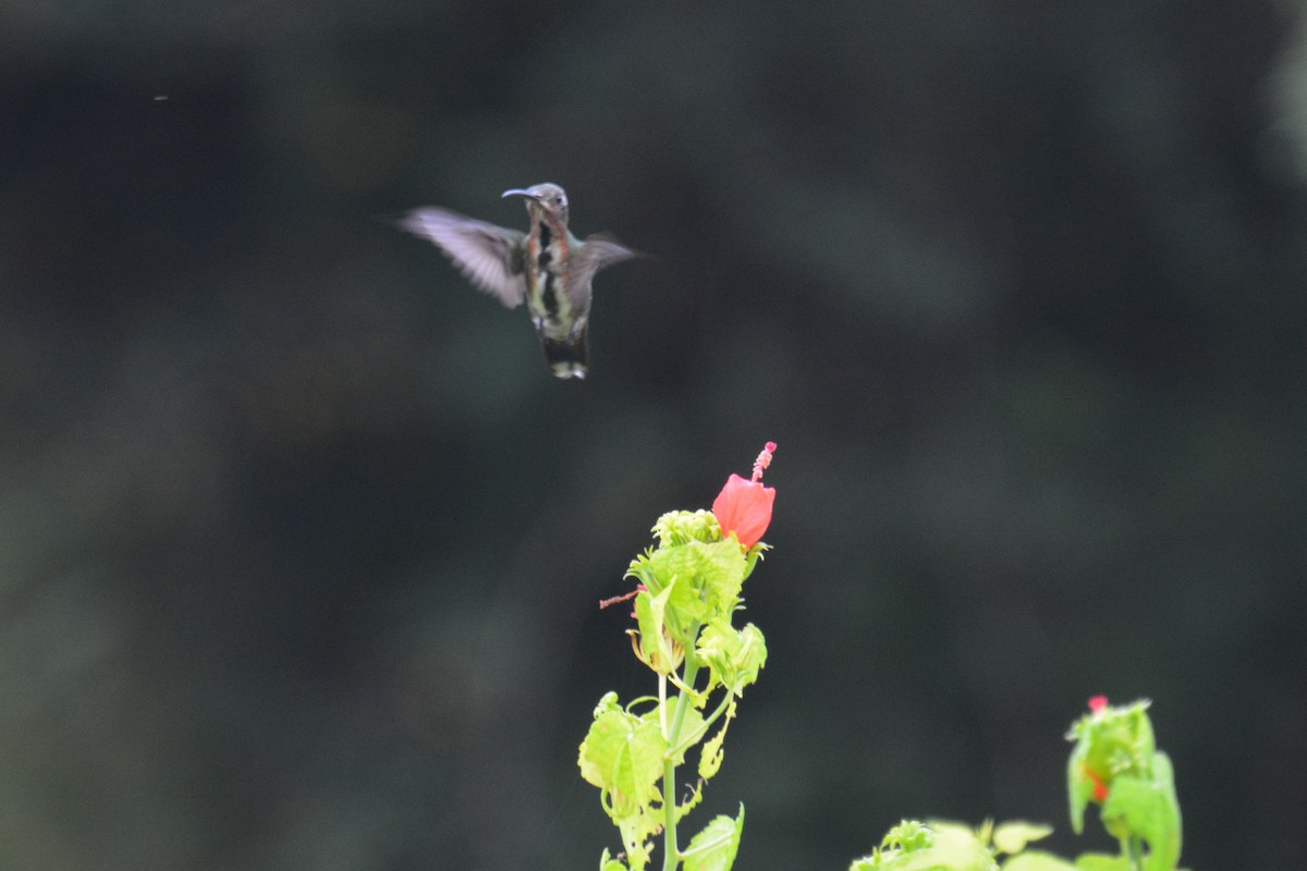 Grünbrust-Mangokolibri - ML390540031