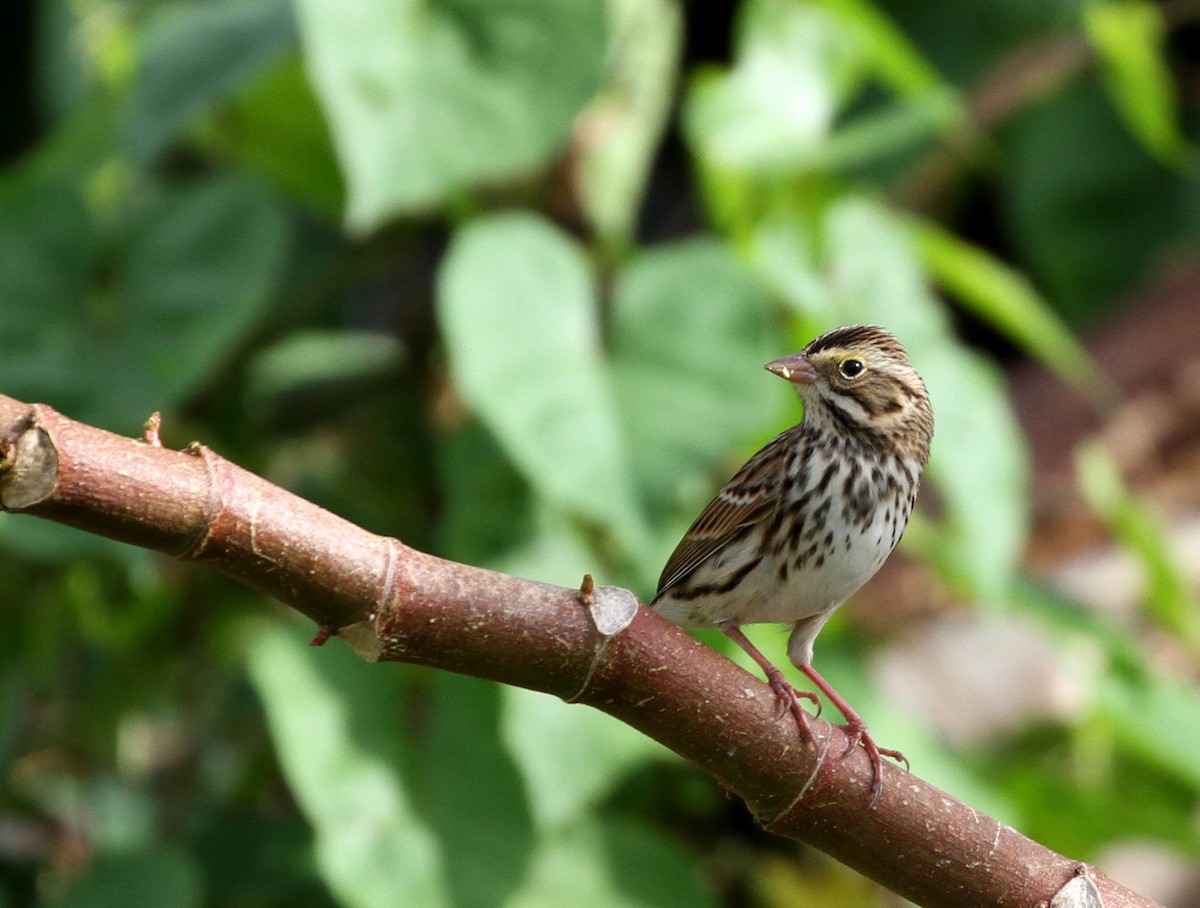 Savannah Sparrow - ML39054071