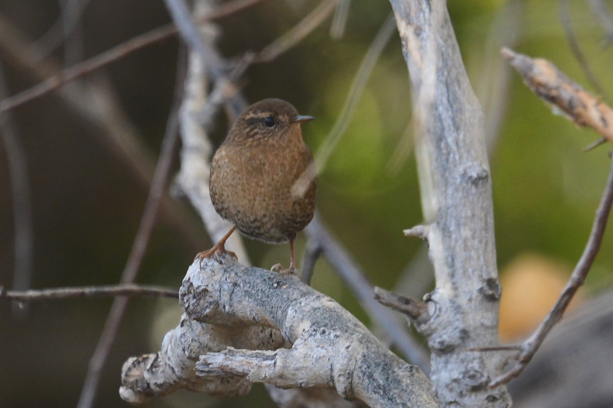 Pacific Wren - Beth McBroom