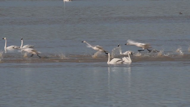 Cygne siffleur - ML390540881