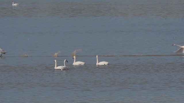 Tundra Swan - ML390540971