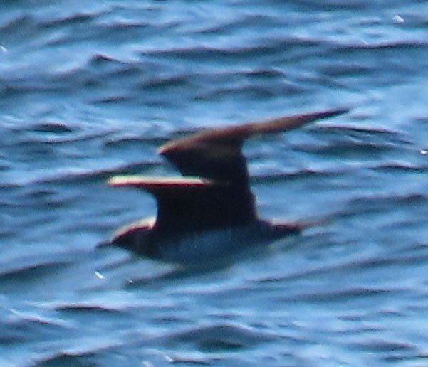 Parasitic/Pomarine Jaeger - Diane Etchison