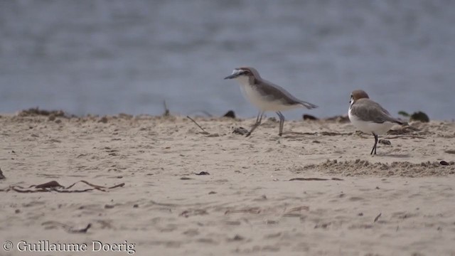 アカエリシロチドリ - ML390546651