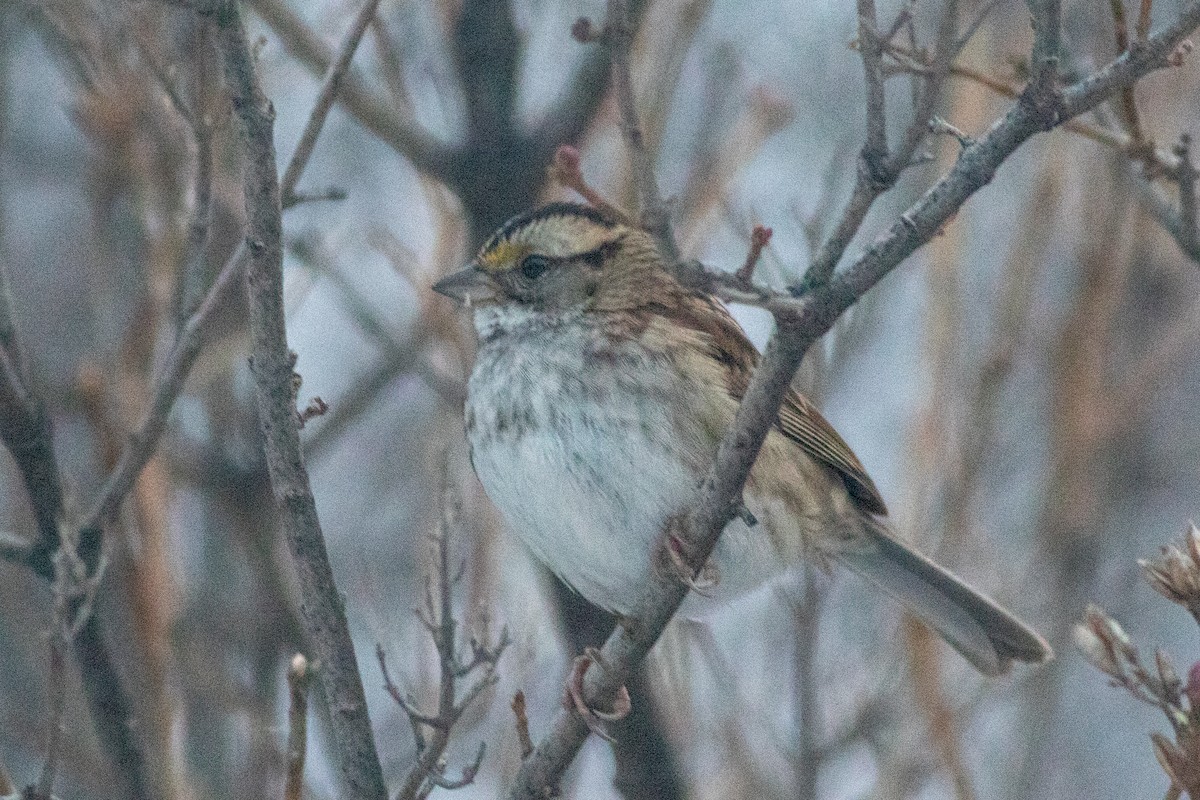 White-throated Sparrow - ML390546791
