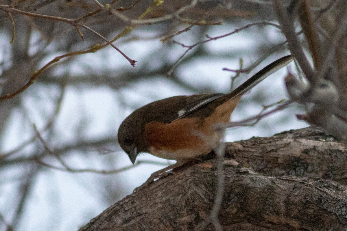 Eastern Towhee - ML390546861