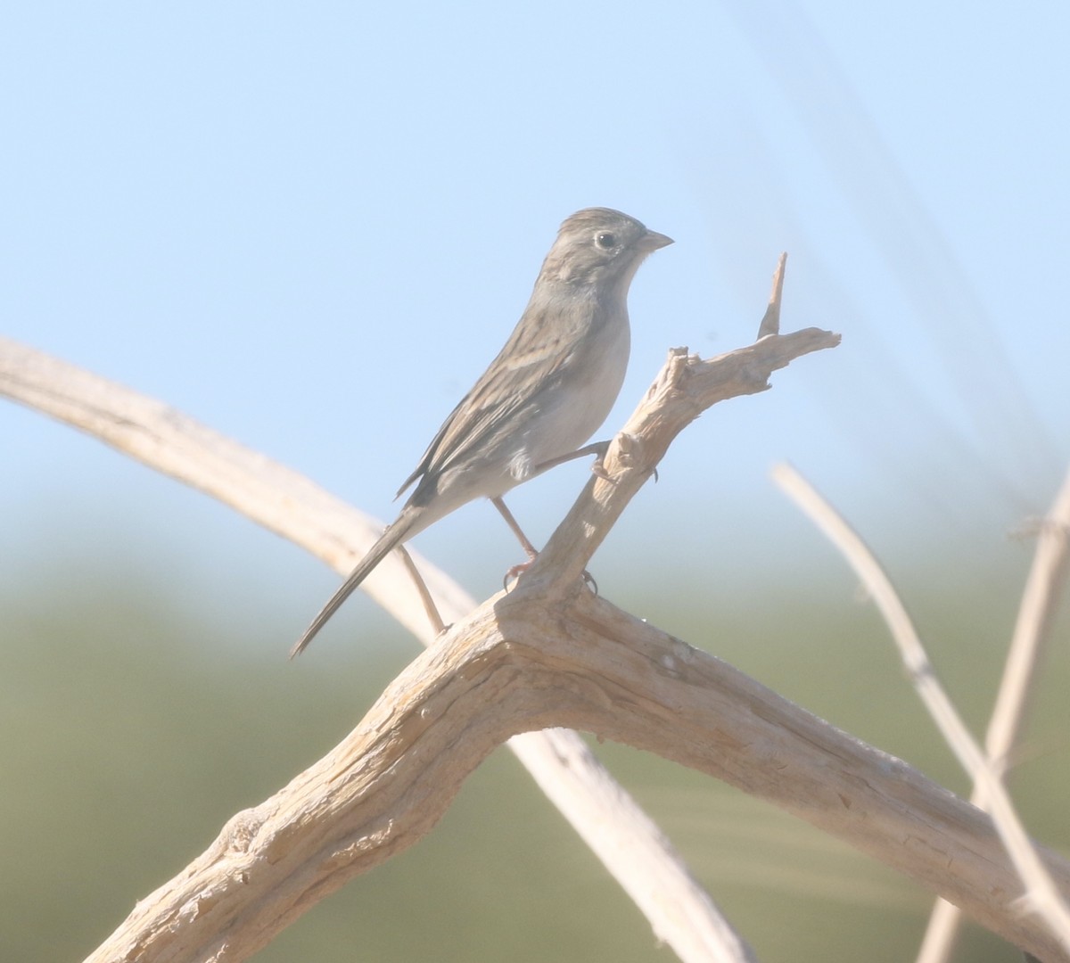 Brewer's Sparrow - logan kahle