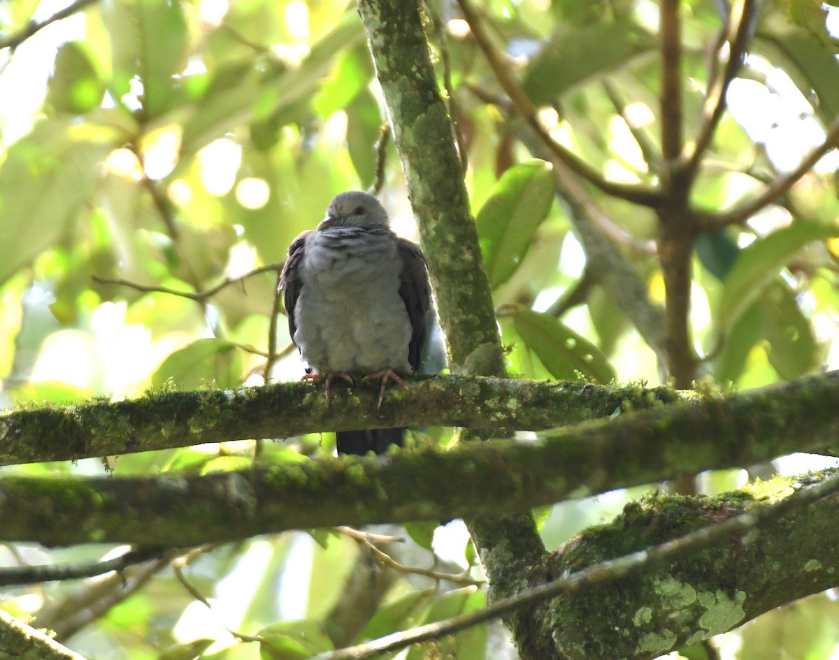 Nilgiri Wood-Pigeon - mathew thekkethala