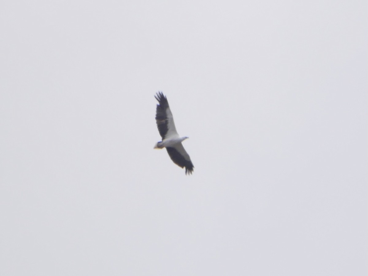 White-bellied Sea-Eagle - Keith Morris