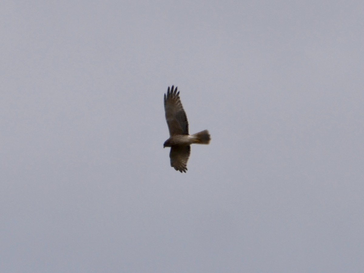 Swamp Harrier - Keith Morris