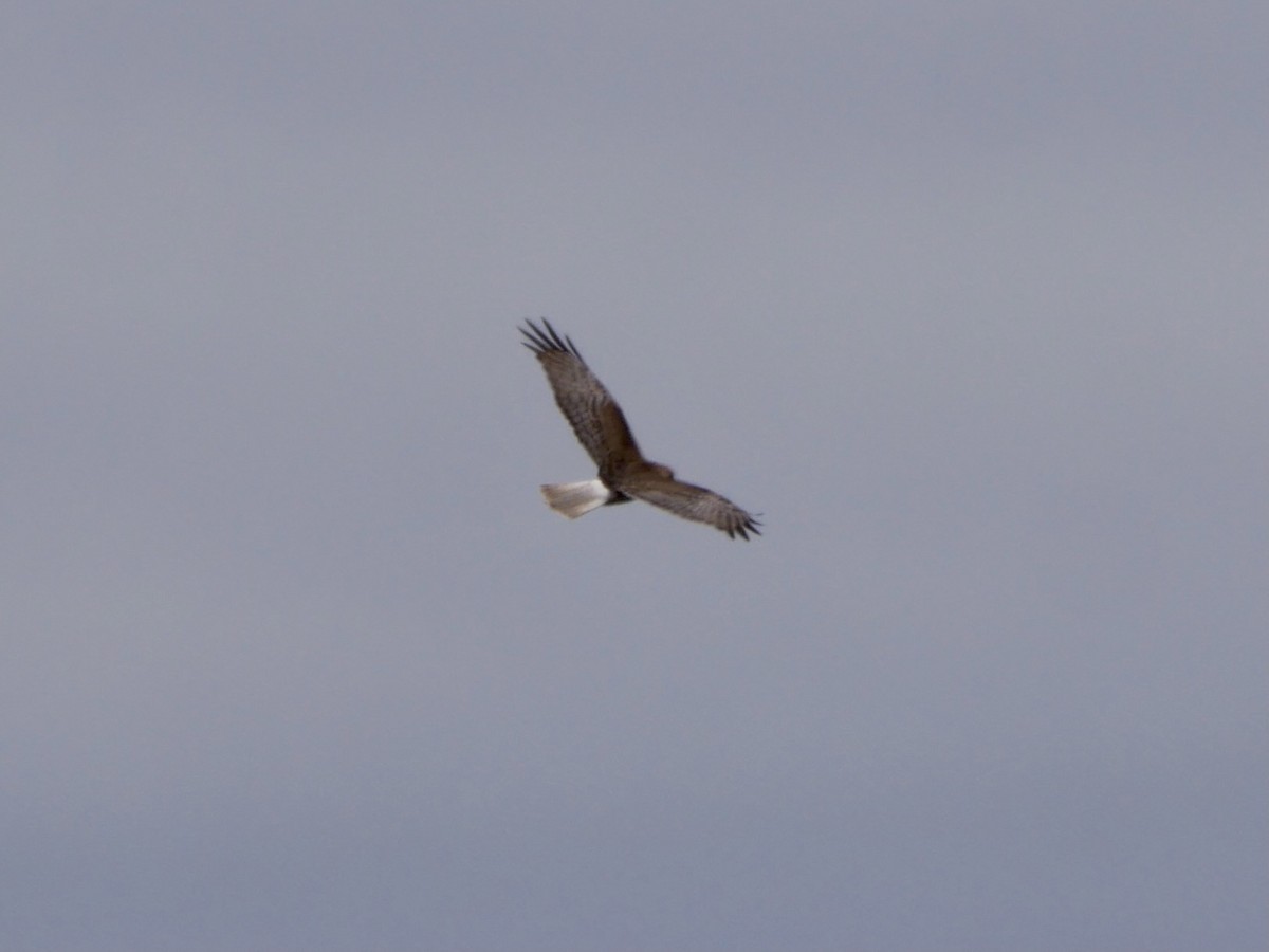 Swamp Harrier - ML390553621