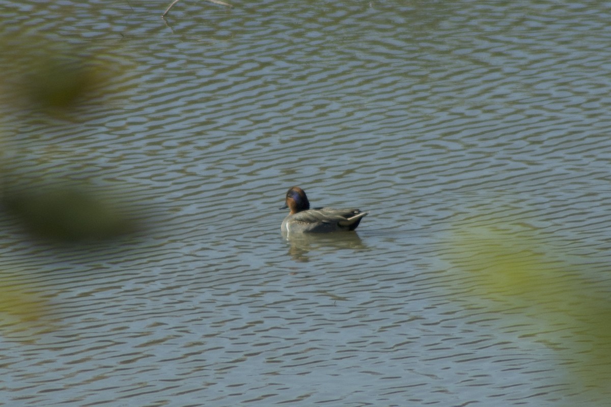 Green-winged Teal - ML390554621