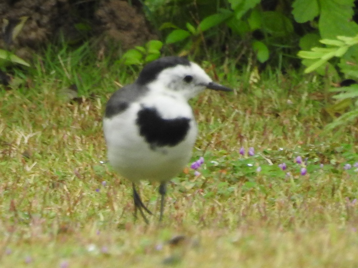 White Wagtail (Chinese) - ML39055521