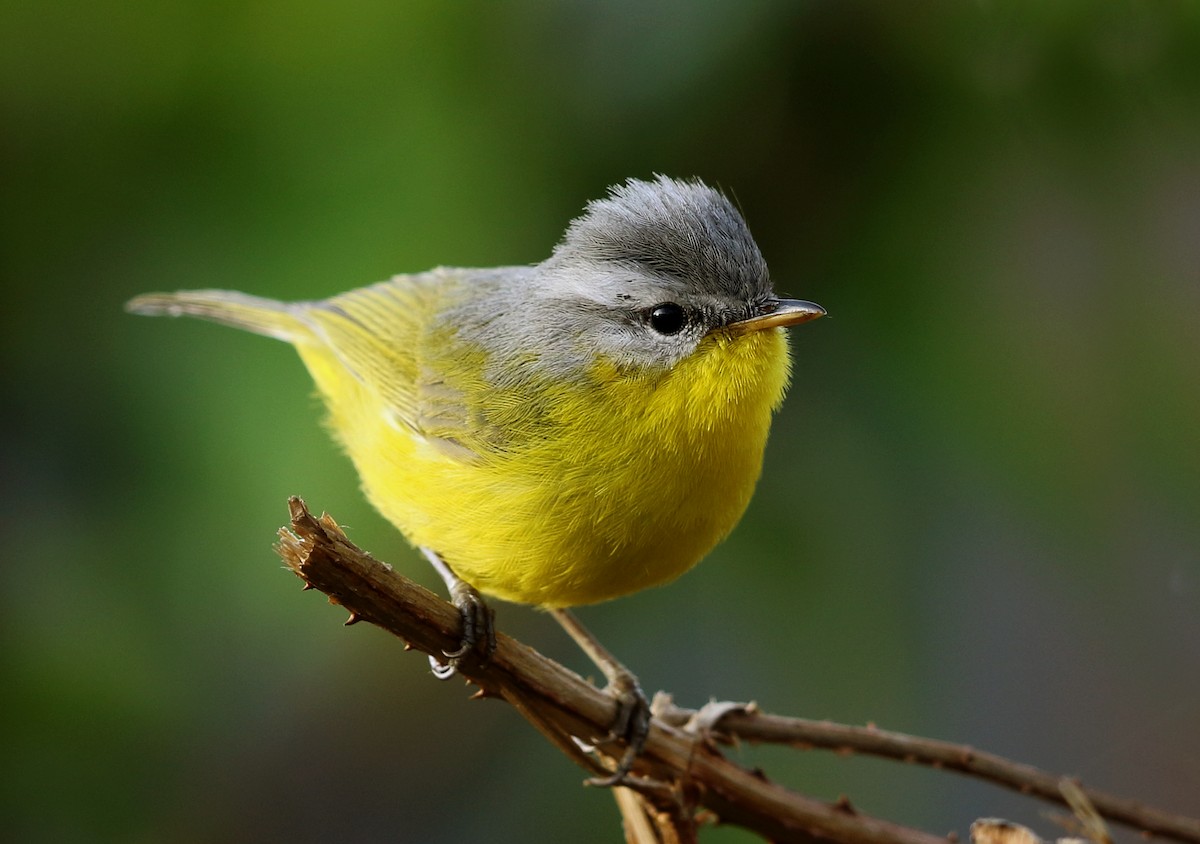 Gray-hooded Warbler - Gobind Sagar Bhardwaj