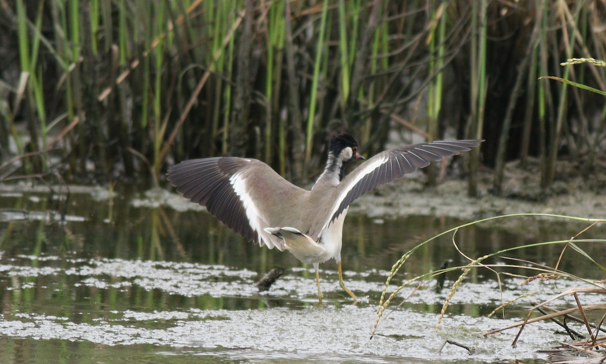 Red-wattled Lapwing - ML390558031