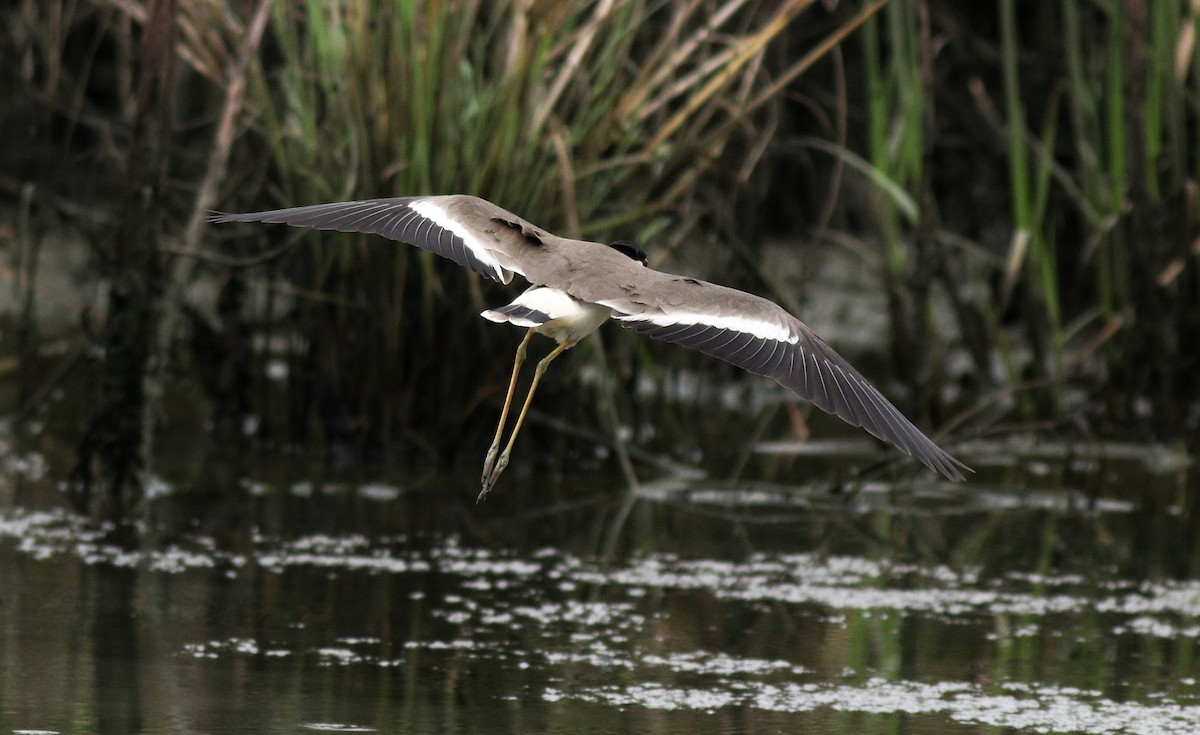 Red-wattled Lapwing - ML390558041