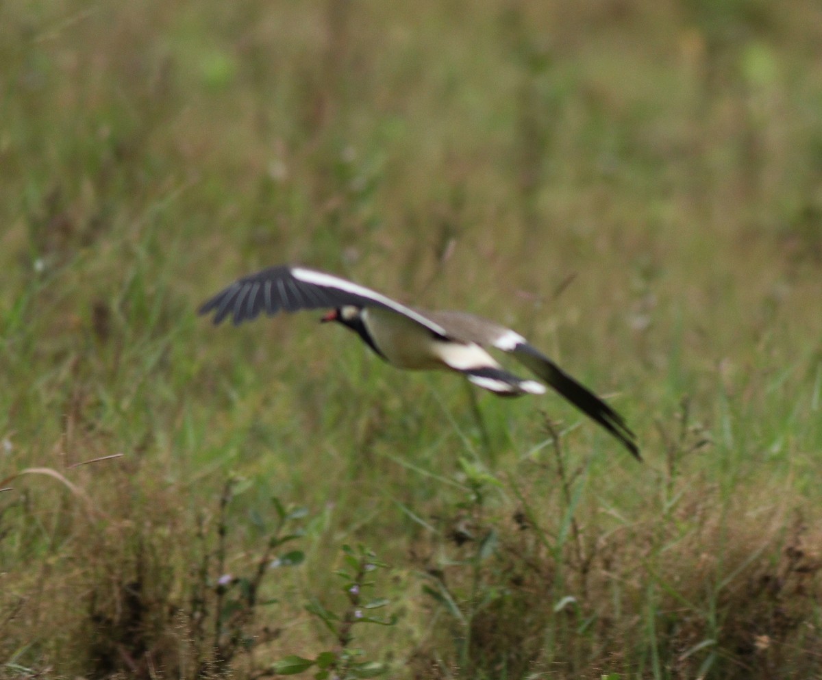 Red-wattled Lapwing - ML390558051