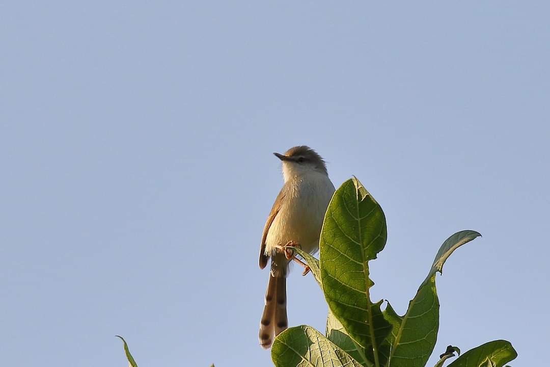 Prinia de Hodgson - ML390558731