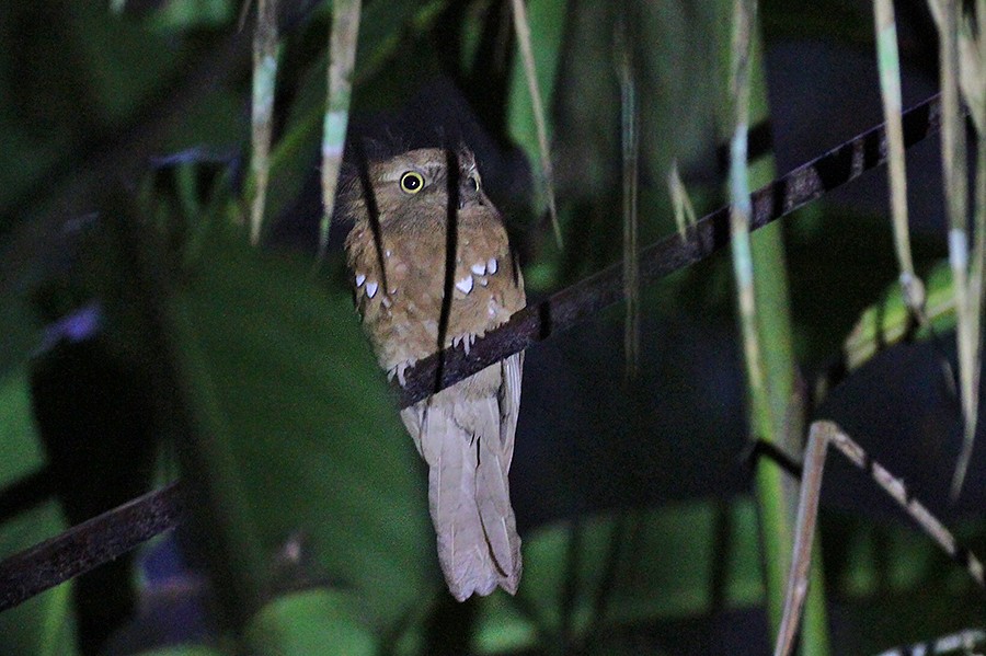 Javan Frogmouth - ML390560751