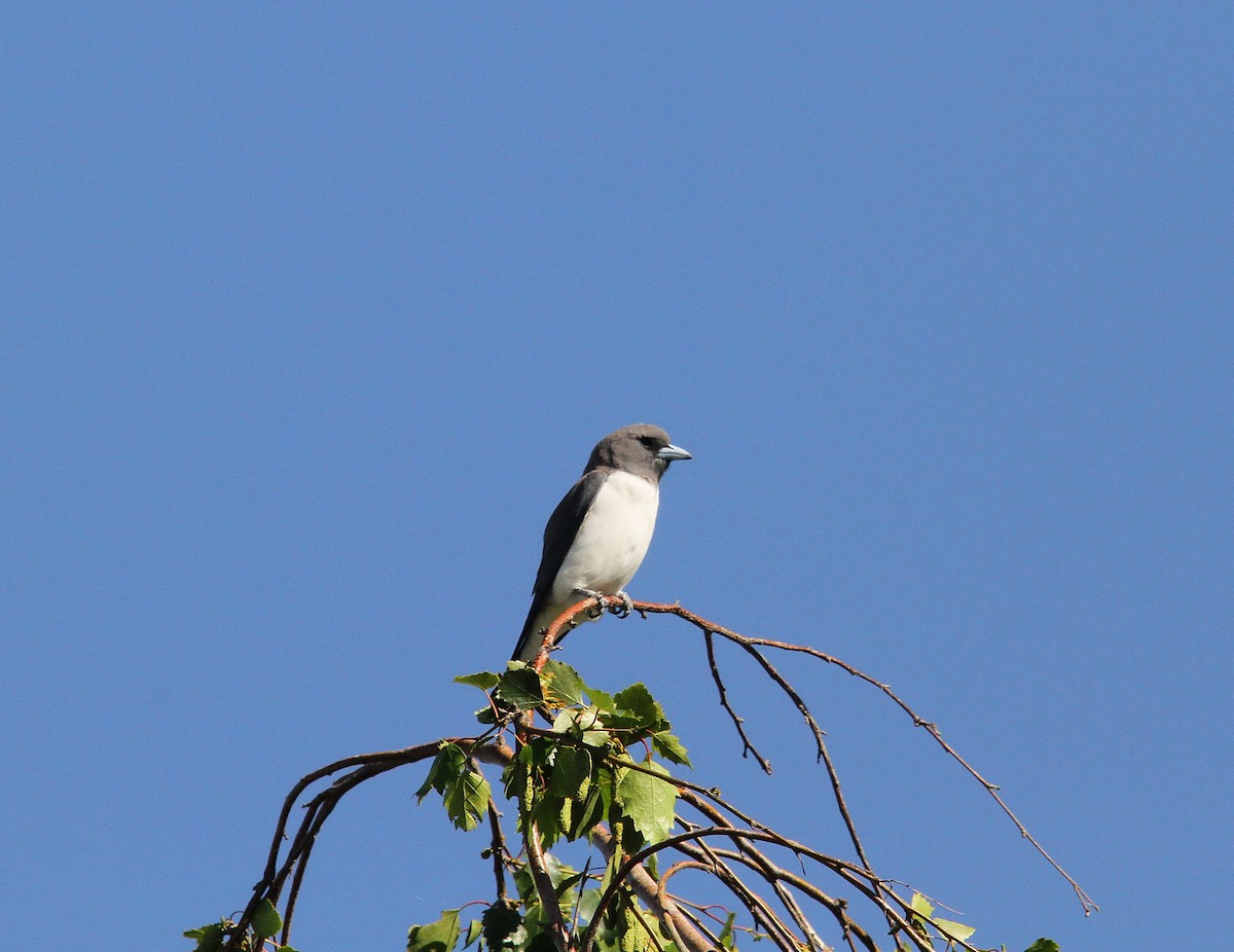 White-breasted Woodswallow - ML390561161