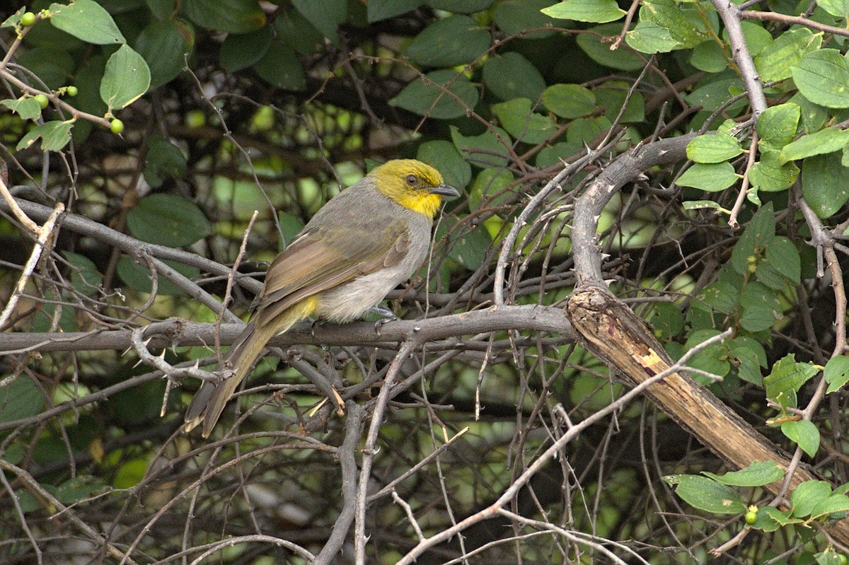 Bulbul à menton jaune - ML390561841