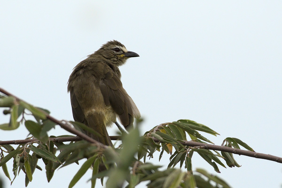 White-browed Bulbul - ML390561851