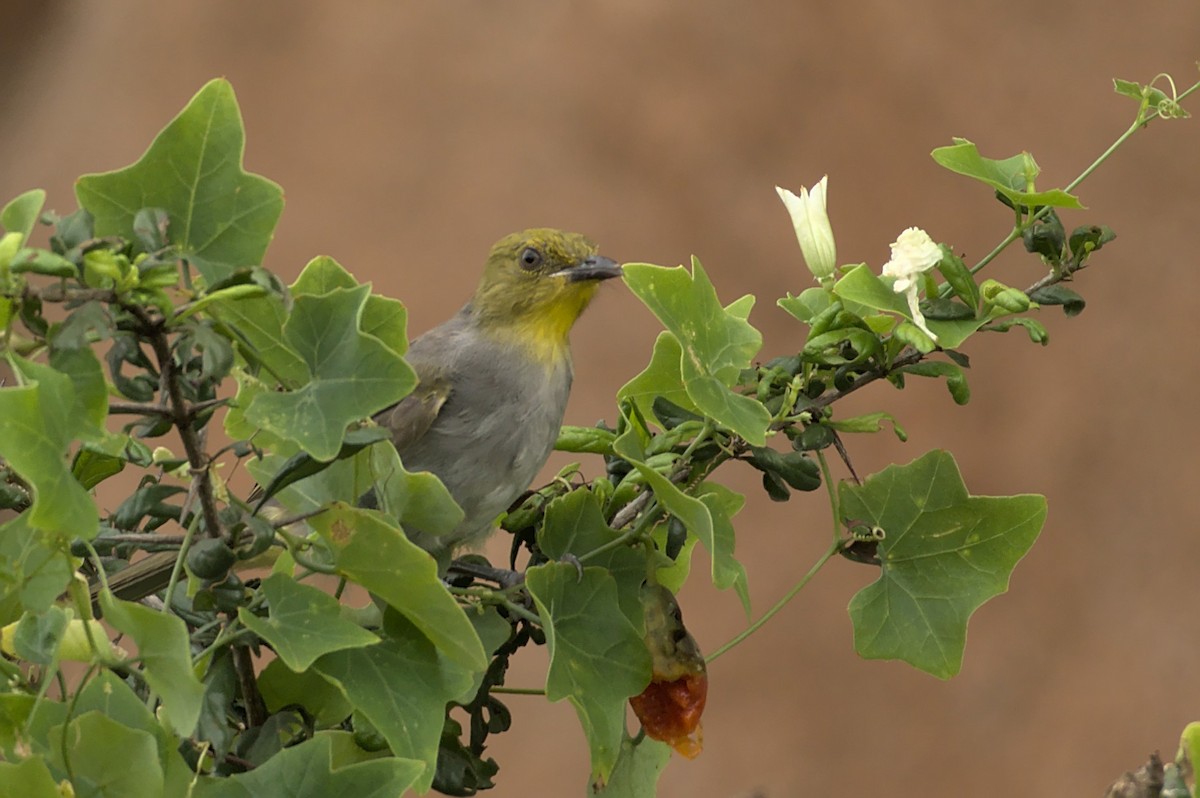 Bulbul à menton jaune - ML390561881