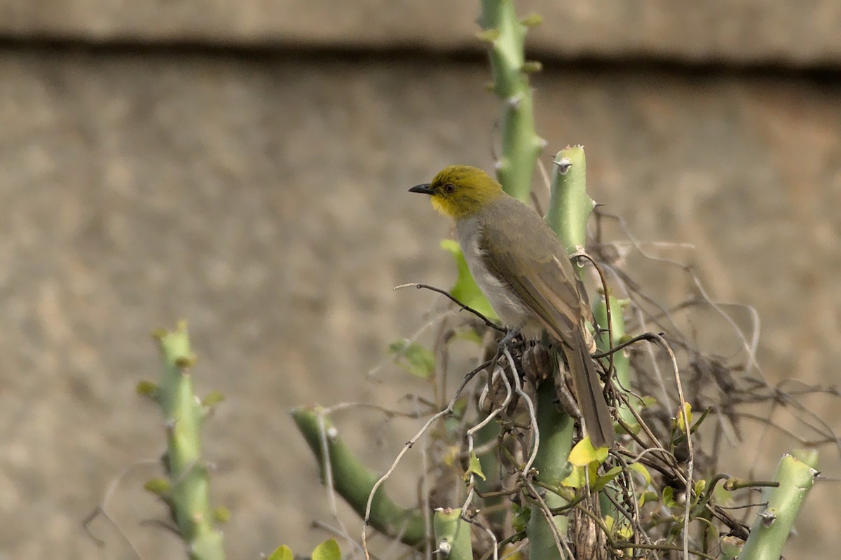 Bulbul à menton jaune - ML390561891