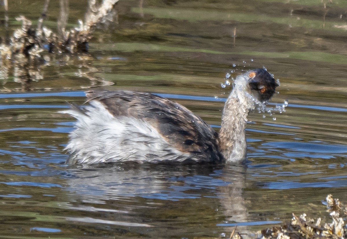 Eared Grebe - ML390562831