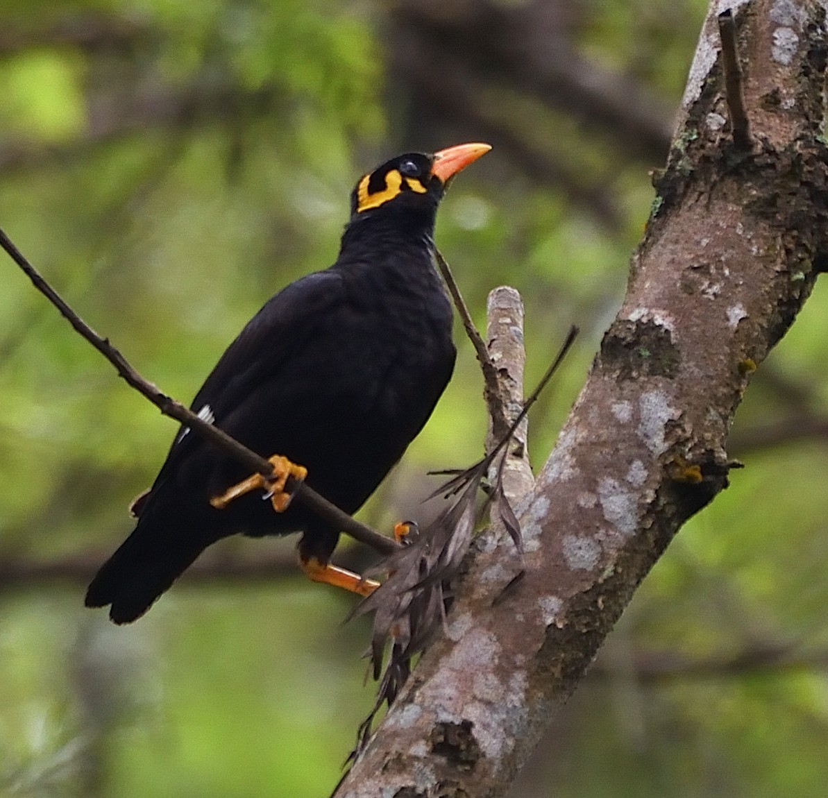 Southern Hill Myna - ML390563471