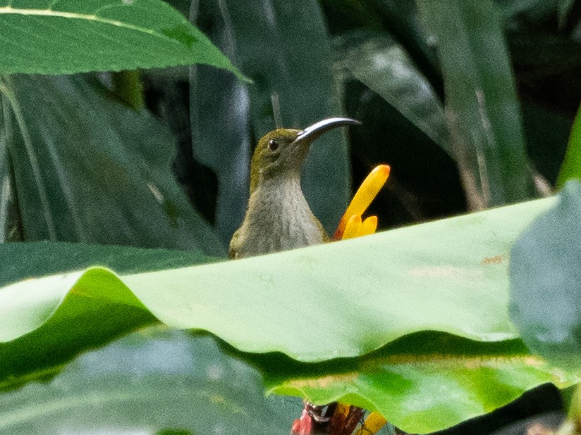 Gray-breasted Spiderhunter - ML390563631