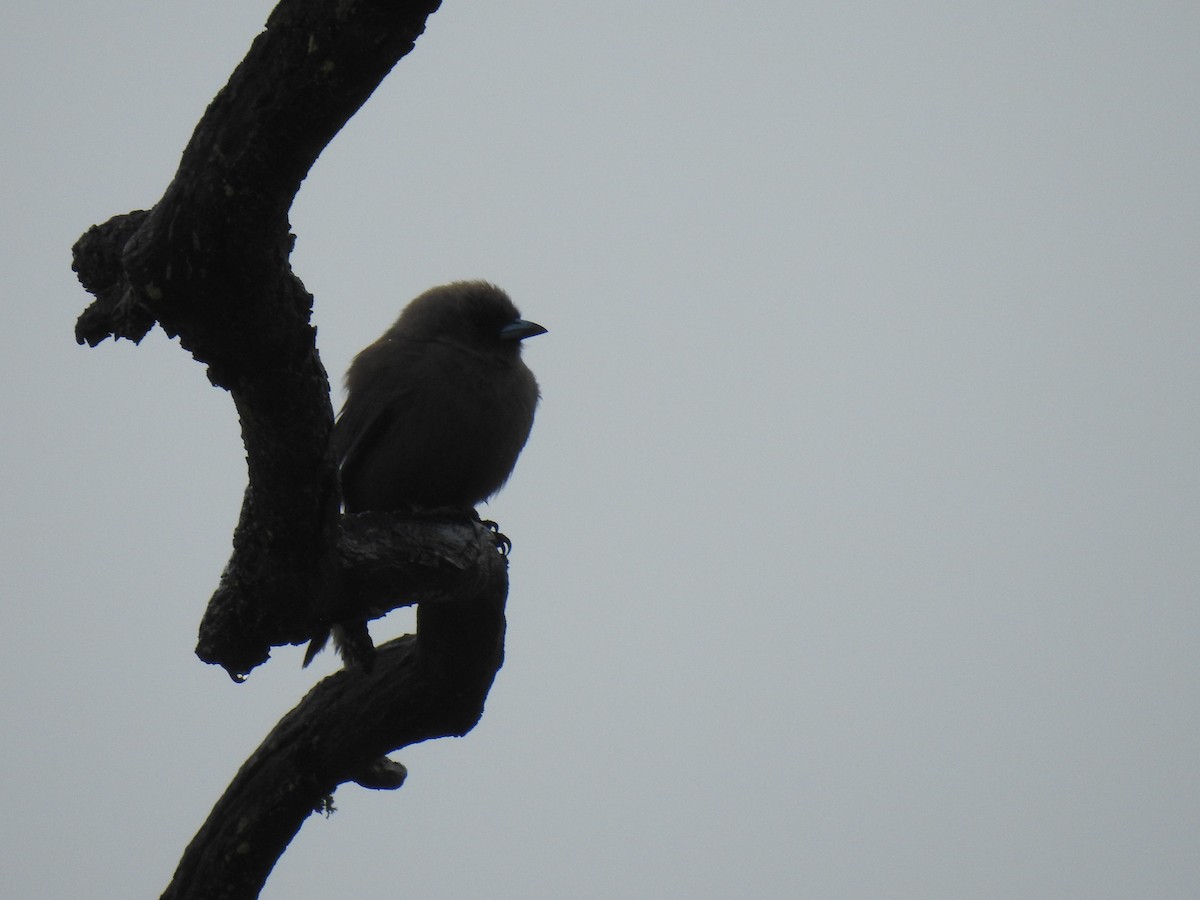 Dusky Woodswallow - ML390563751