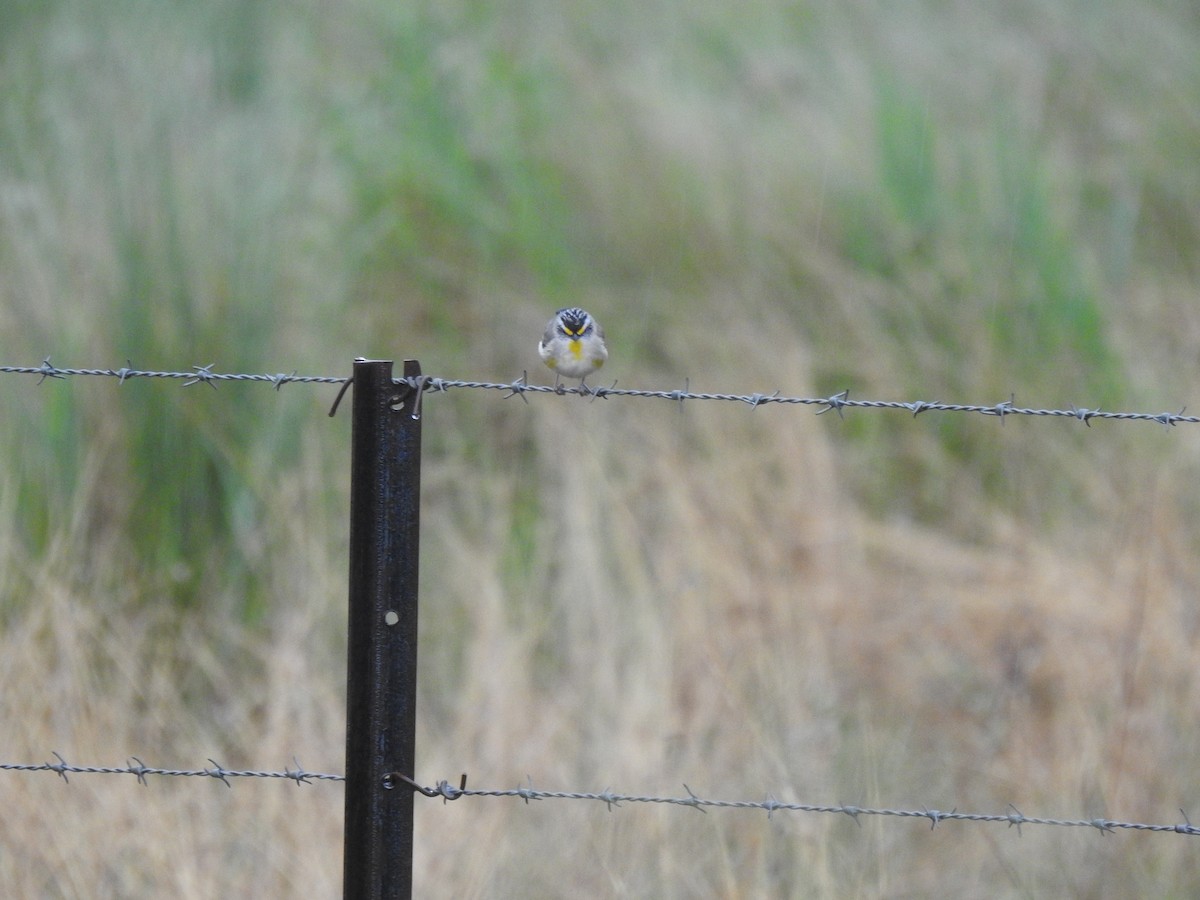 Striated Pardalote - ML390563811