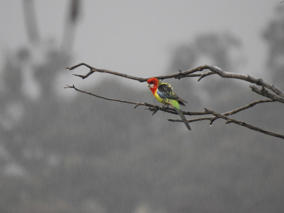 Eastern Rosella - ML390563861