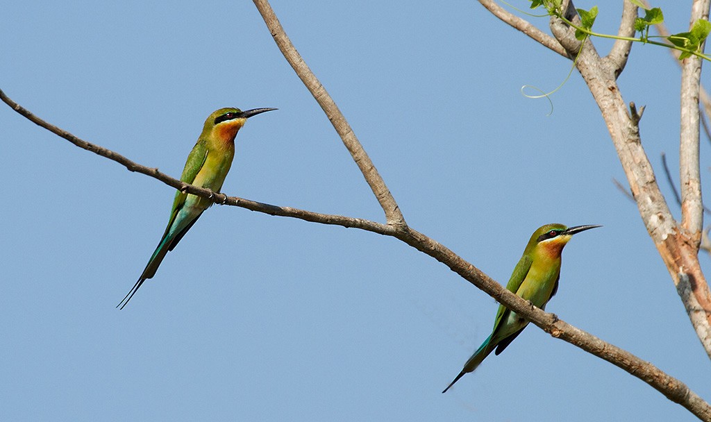 Blue-tailed Bee-eater - ML390565011