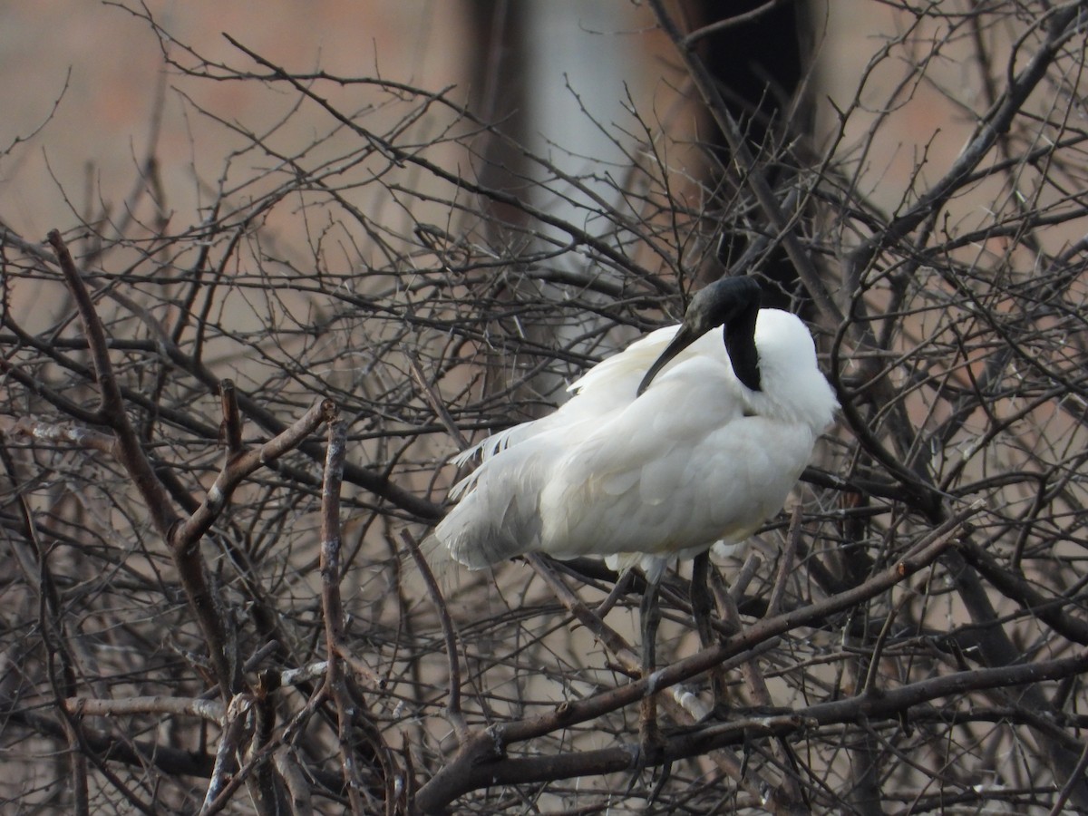 Black-headed Ibis - ML390565051