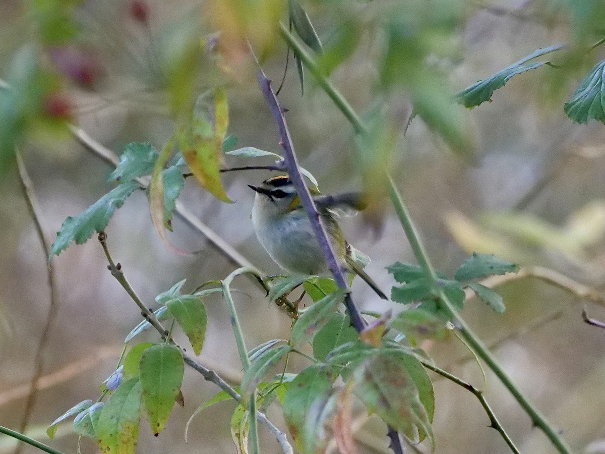 Common Firecrest - ML390567611