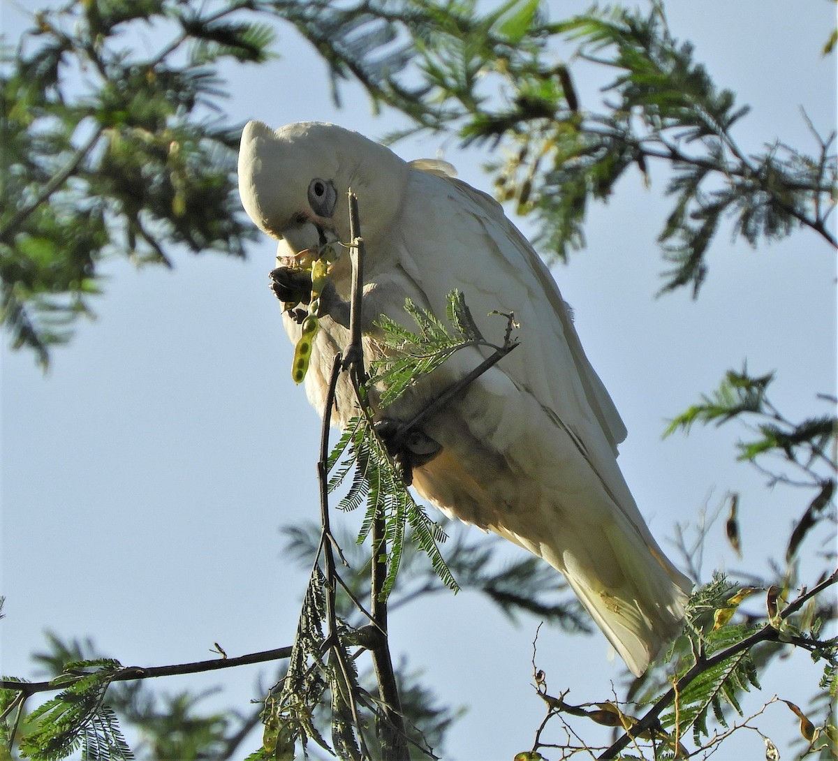 Little Corella - ML390567981