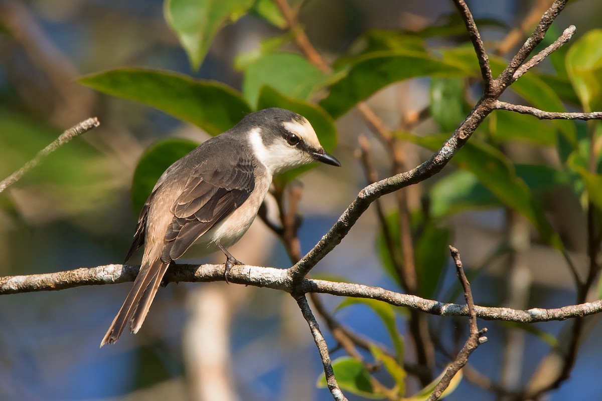 Brown-rumped Minivet - ML390568361