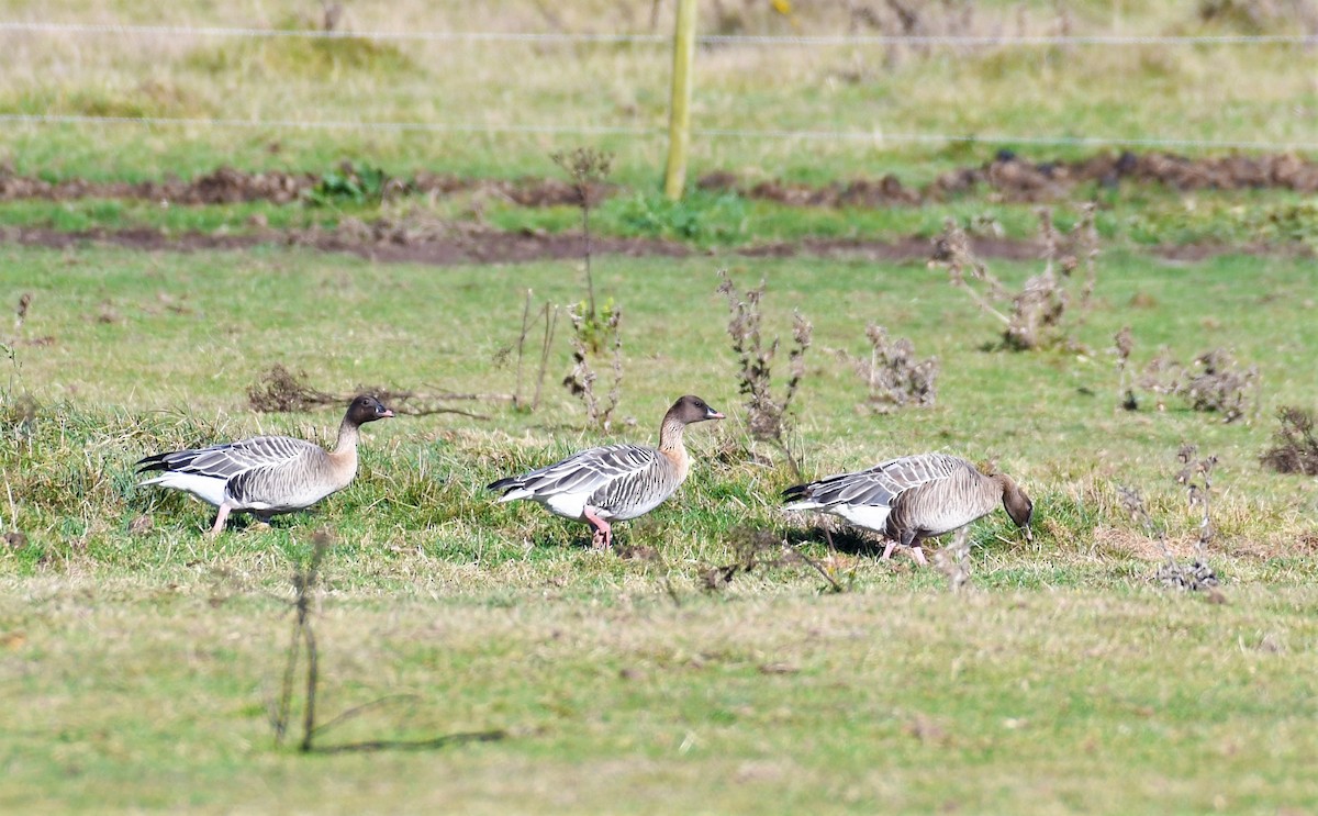 Pink-footed Goose - ML390572621