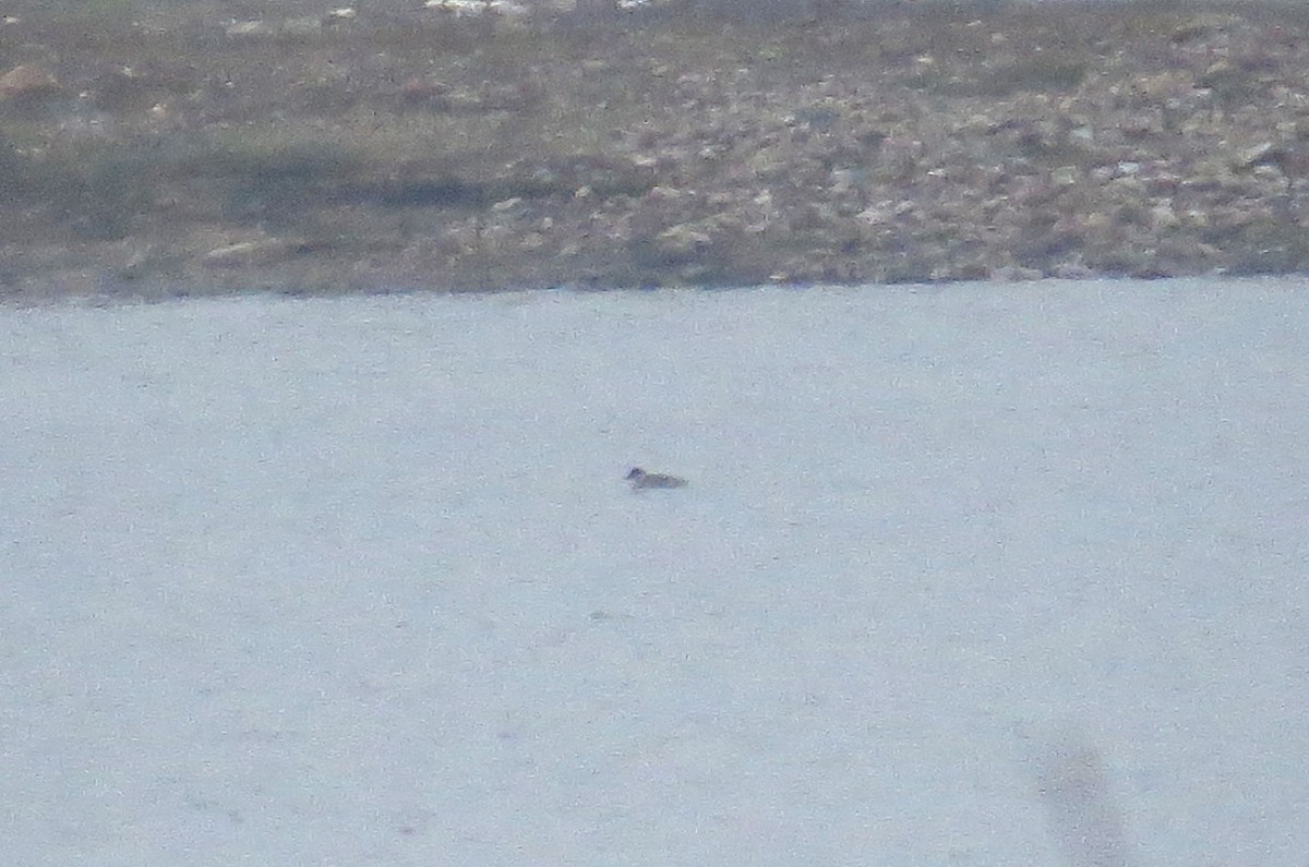 Smew - ML390573781