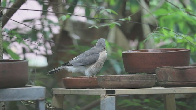 タカサゴダカ - ML390573811