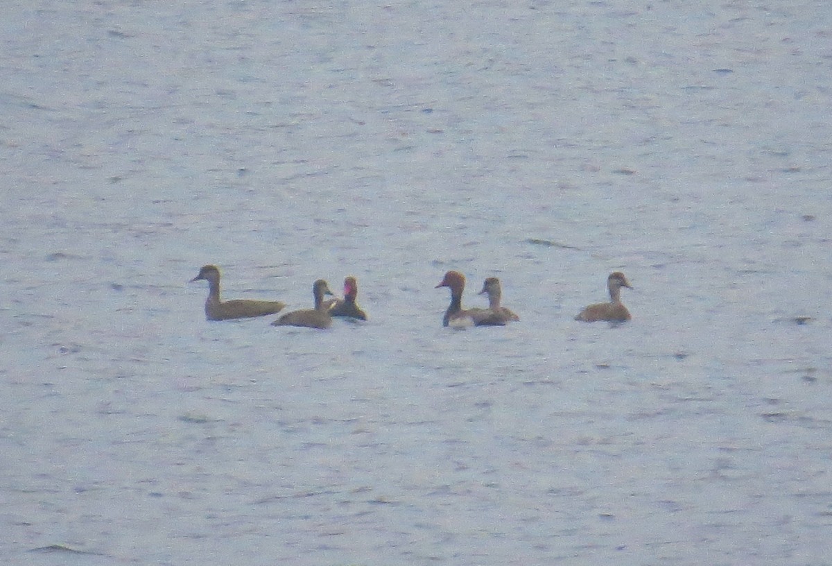 Red-crested Pochard - ML390573851