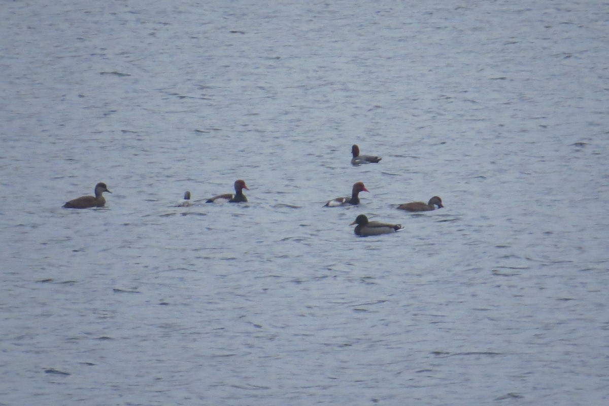 Red-crested Pochard - ML390573871