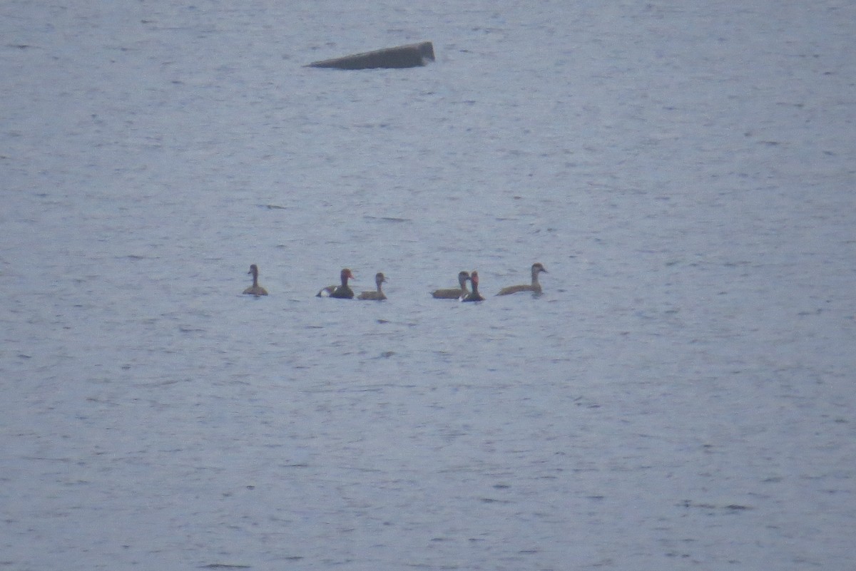 Red-crested Pochard - ML390573881