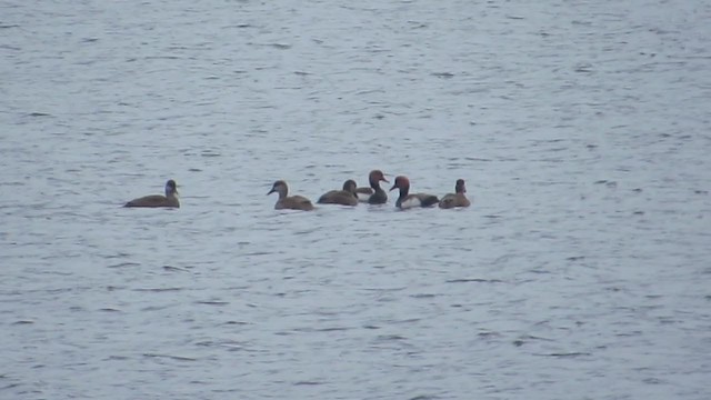 Red-crested Pochard - ML390574051