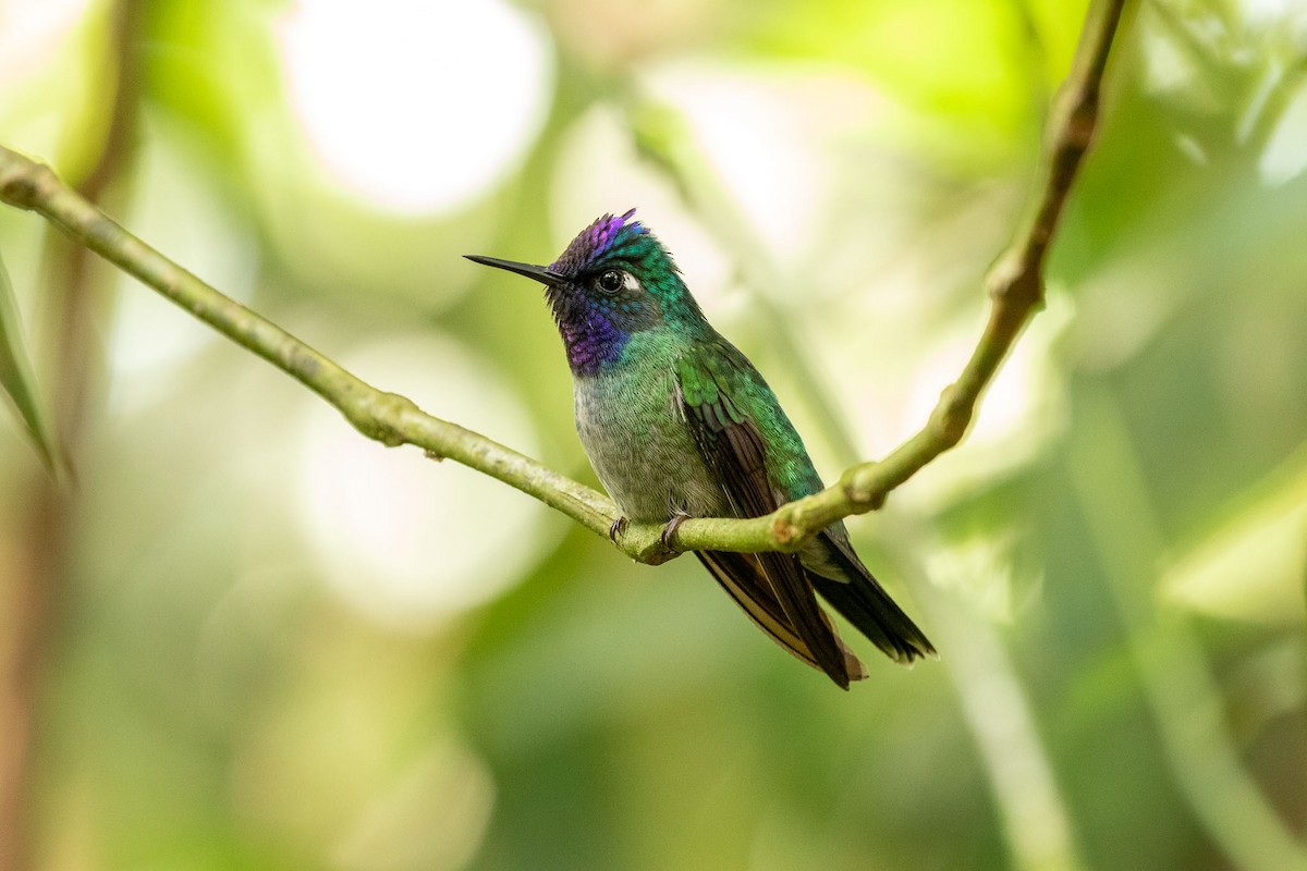 Colibri à tête violette - ML390574451