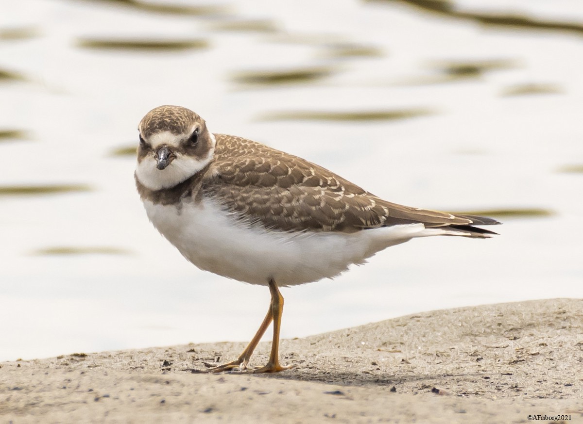 Semipalmated Plover - ML390574461