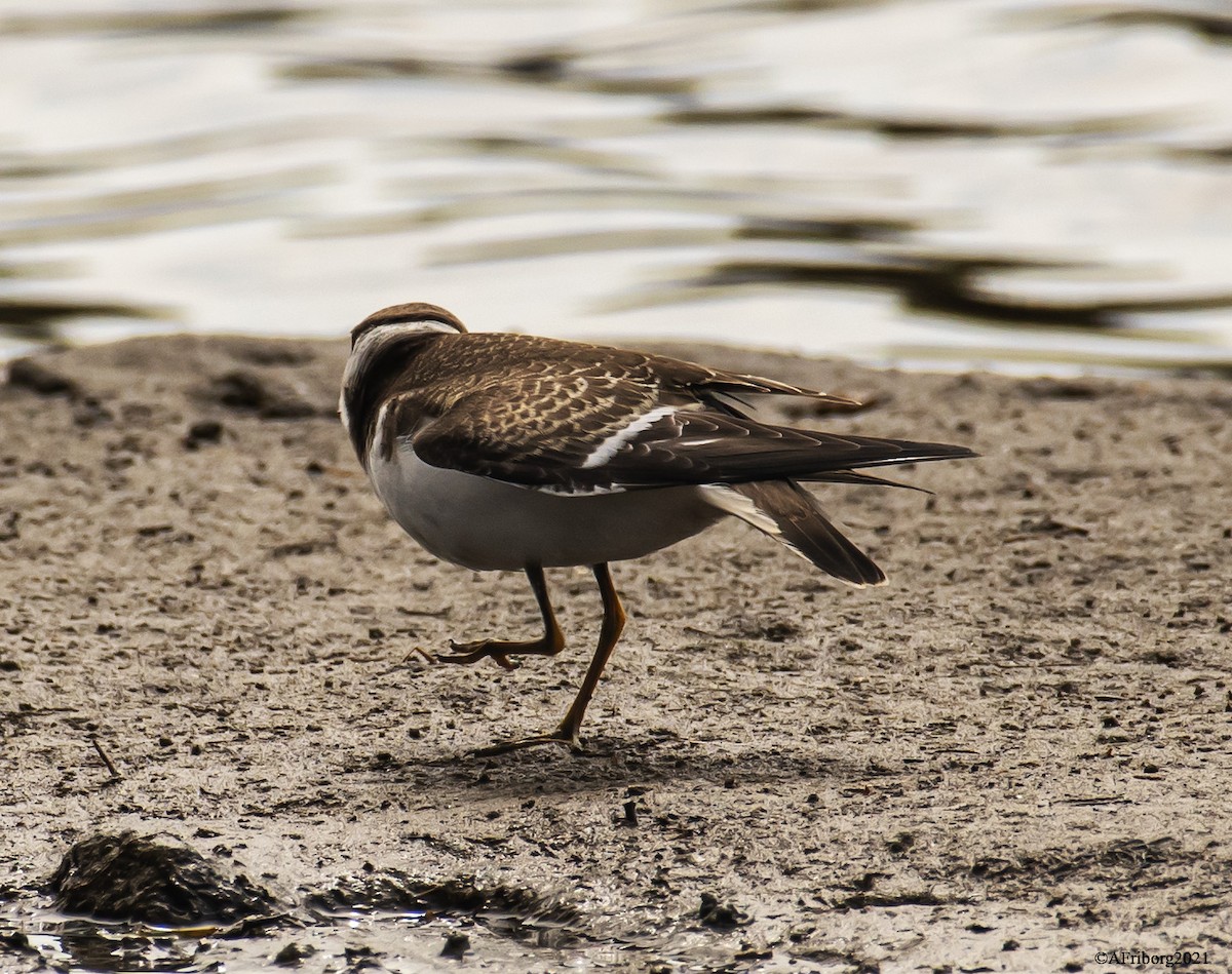 Semipalmated Plover - ML390574471