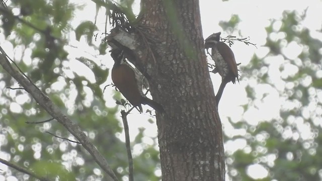 Common Flameback - ML390576561